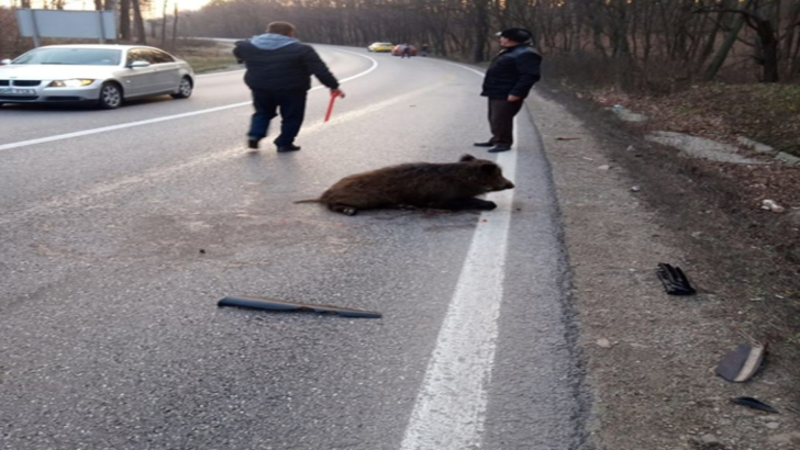 Imagini incredibile pe DN 72, în Dâmbovița. Un porc mistreț blochează șoseaua